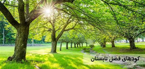 کودهای ویژه فصل تابستان