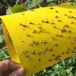کارت زرد دو طرفه جذب کننده حشرات
