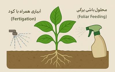 تغذیه تلفیقی گیاه؛ چرا ترکیب محلول‌پاشی و آبیاری بهترین نتیجه را می‌دهد؟