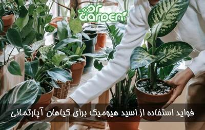 فواید استفاده از اسید هیومیک برای گیاهان آپارتمانی