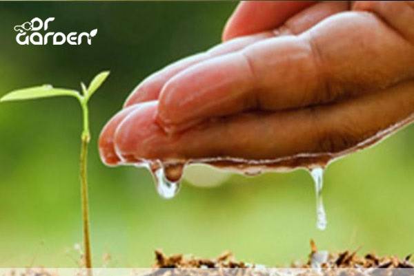 مقدار نیاز آب در درختان
