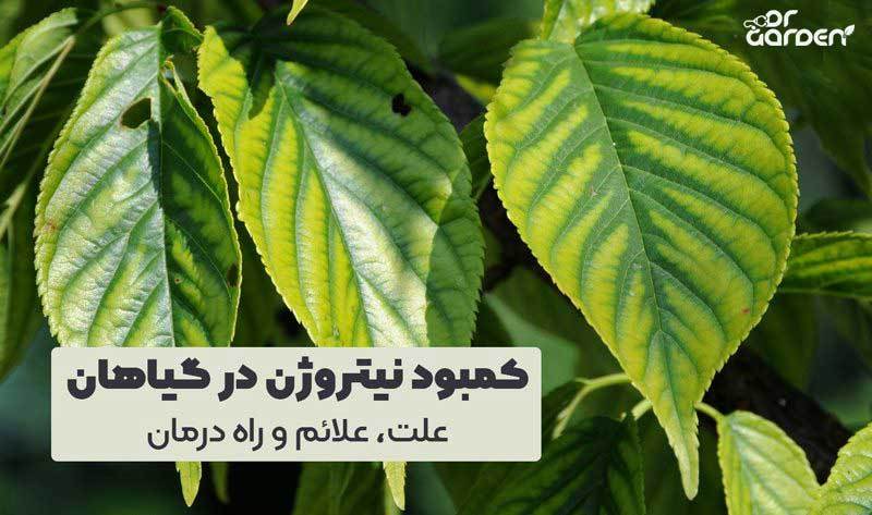 نقش کود نیتروژن در رشد گیاهان آپارتمانی