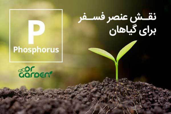 نقش عنصر فسفر برای گیاهان