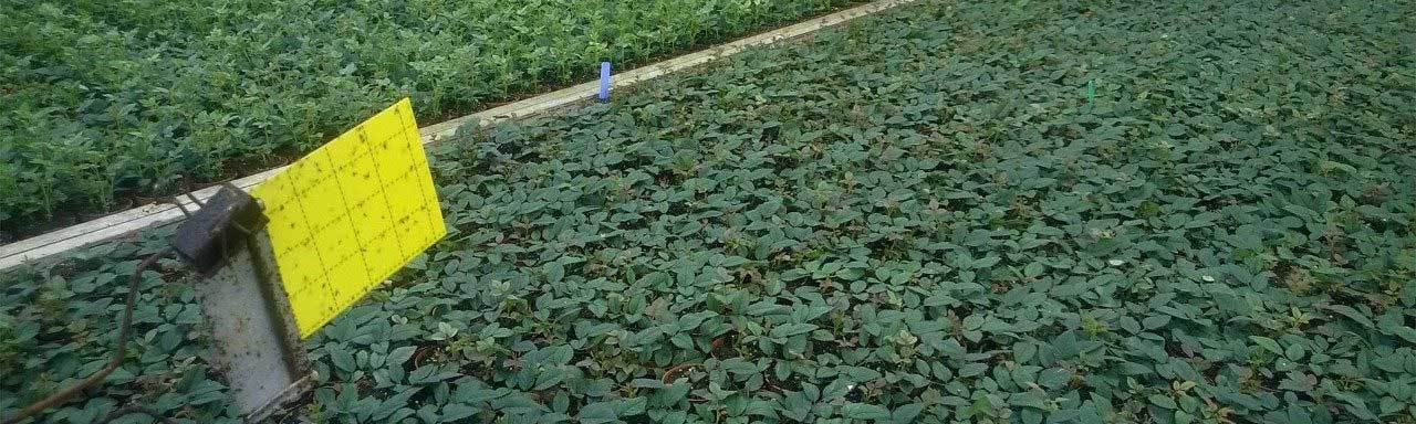 آشنایی با کارت زرد حشرات: کنترل طبیعی و کم‌هزینه آفات گیاهان